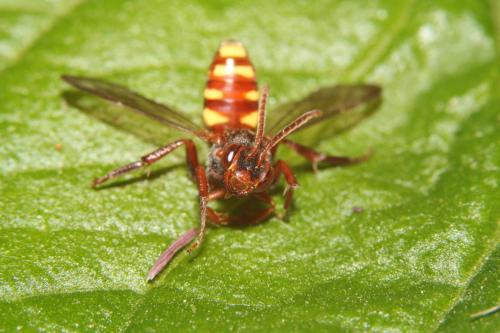Réf. 316 146 : Nomada sp.